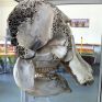 Crâne éléphant - Musée de l'Homme de Neandertal - la chapelle aux saints - Corrèze - Vallée de la Dordogne - Nouvelle-Aquitaine